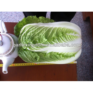 Vender nuevo cultivo Chinese Cabbage brother kingdom